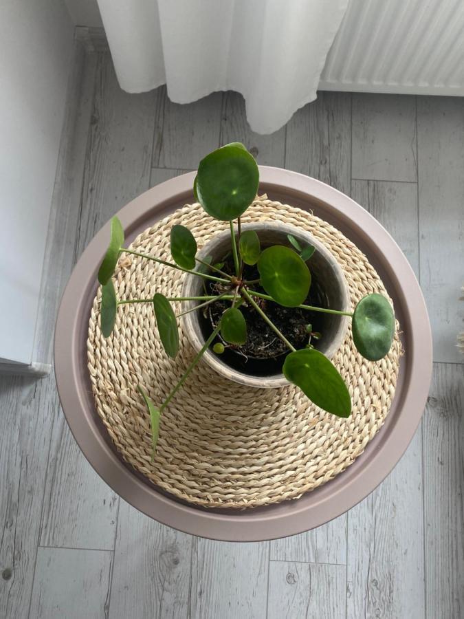 Apartament Bellapola Nysa Exteriör bild